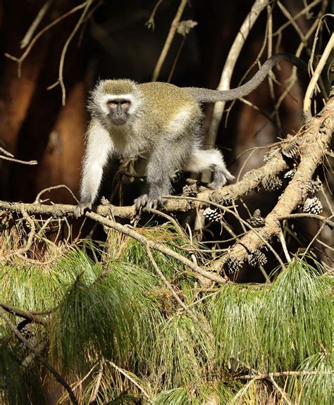 Escaped vervet monkey spotted in Fort Lauderdale area is ‘searching for love,’ expert says